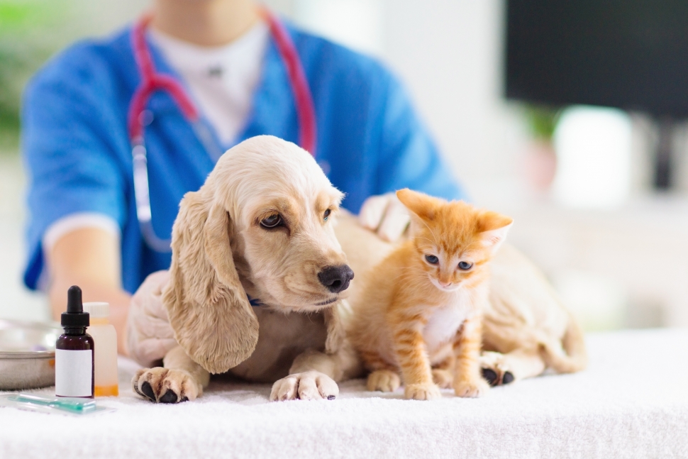 Read more about the article Как выбрать ветеринарную клинику: практические советы | zveridoma.com