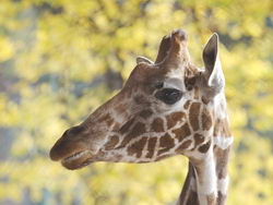 Read more about the article День рождения жирафа Луга — Животные и природа