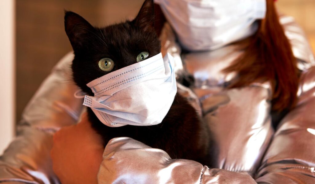 Read more about the article Болеют ли коронавирусм животные: кошки и собаки | Pet7