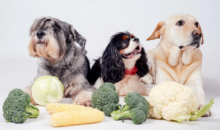 Read more about the article Овощи в рационе собаки: безопасные, полезные и вредные для собак овощи | zveridoma.com