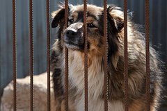 Read more about the article Приют в Чите опроверг роспуск более 100 собак из-за нехватки средств