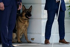 Read more about the article Собака Байдена покусала несколько агентов Секретной службы США