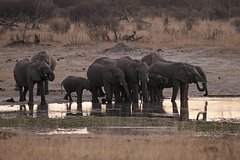 Read more about the article Слоны сбежали из национального парка одной страны из-за глобального потепления