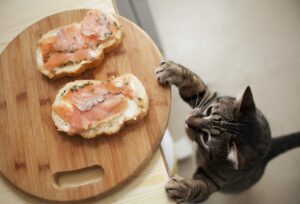 Read more about the article Чем кормить котенка 🐈 в зависимости от возраста | Pet7
