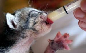 Read more about the article Как кормить маленького котенка — инструкция | Pet7