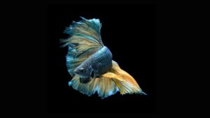 Read more about the article Рыбы-петушки: виды, уход и содержание, питание и болезни