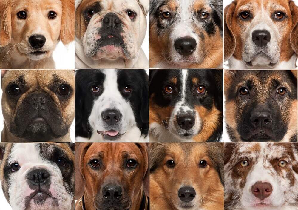 Read more about the article Породы собак с фотографиями и названиями: какую породу выбрать