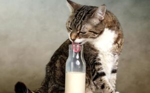 Read more about the article Можно ли котятам и взрослым кошкам молоко | Pet7