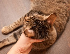 Read more about the article Лишай у кошки: что это за болезнь и как ее вылечить | Pet7