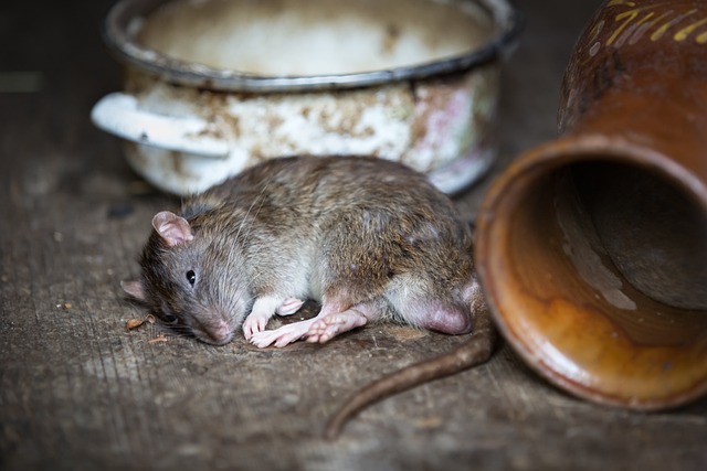 Read more about the article Избавляемся от крыс и мышей