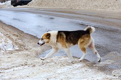 Read more about the article Собака спасла пробывшего ночь на морозе в лесу пятилетнего россиянина